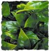 Zoo Med Natural Bushy Mexican Phyllo, Small