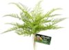 Zoo Med Naturalistic Flora, Lace Fern