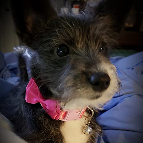 PUPTECK Soft Mesh Dog Harness Leash Set - Image 5
