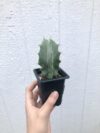 Generic Gray Ghost Organ Pipe Cacti – 2.5