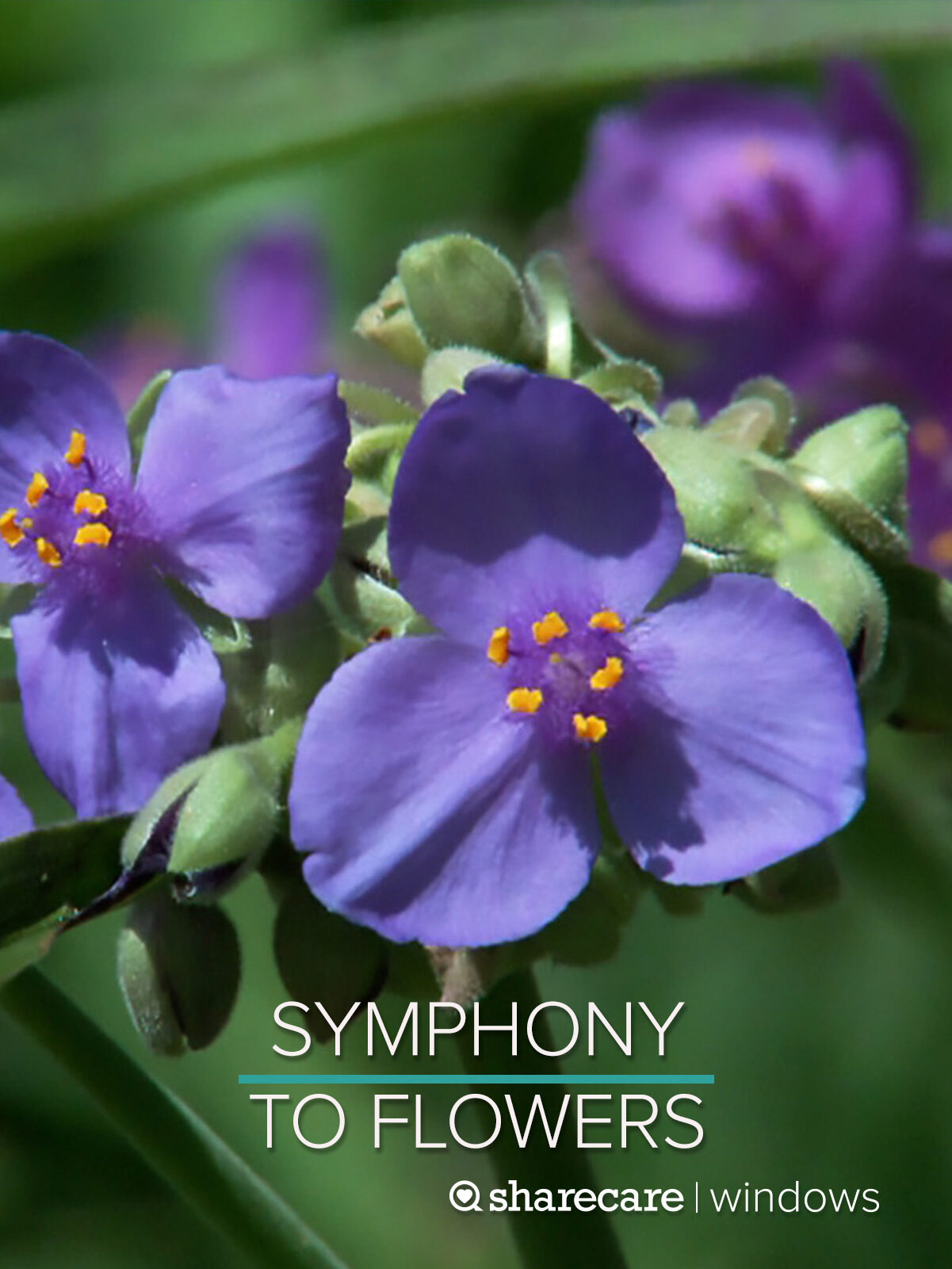 Symphony To Flowers By Author’s Name